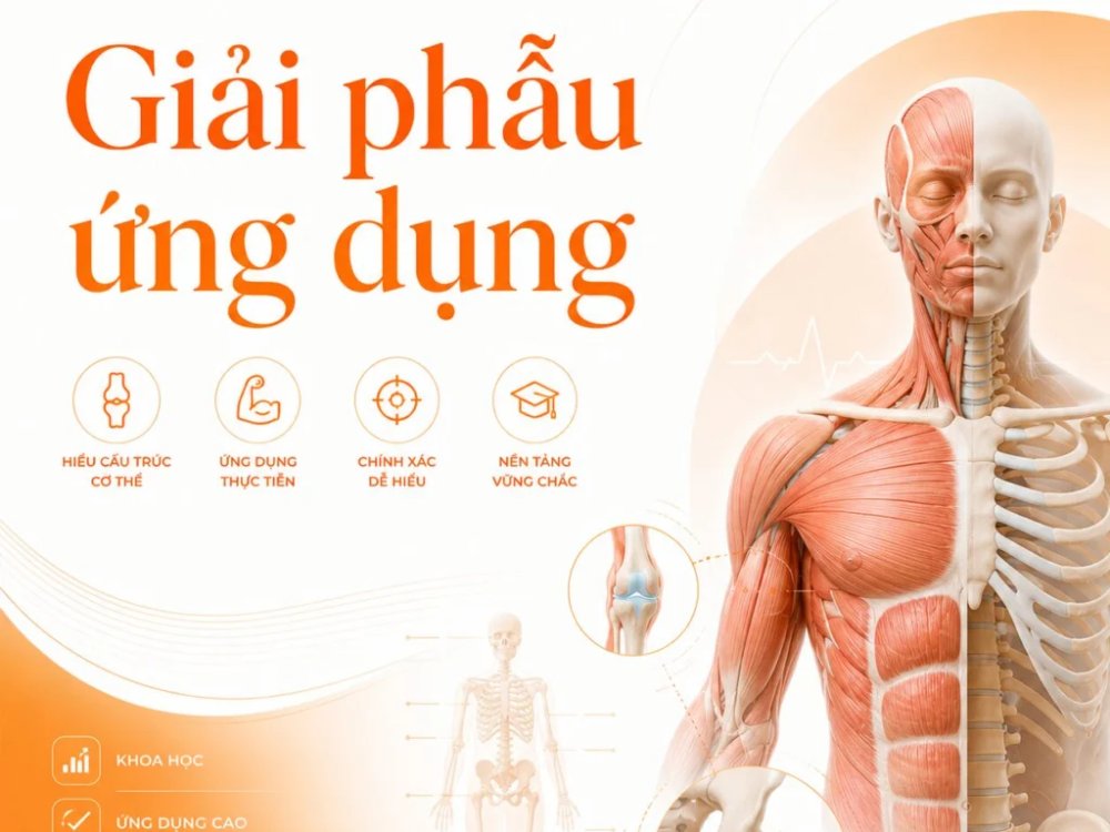 Giải phẫu cơ bản về cột sống