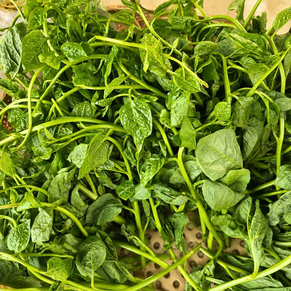 Rau mồng tơi (sạch)