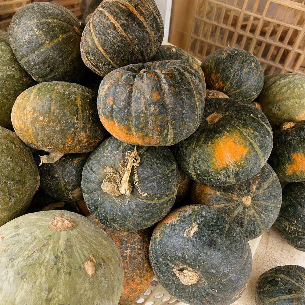 Bí đỏ
