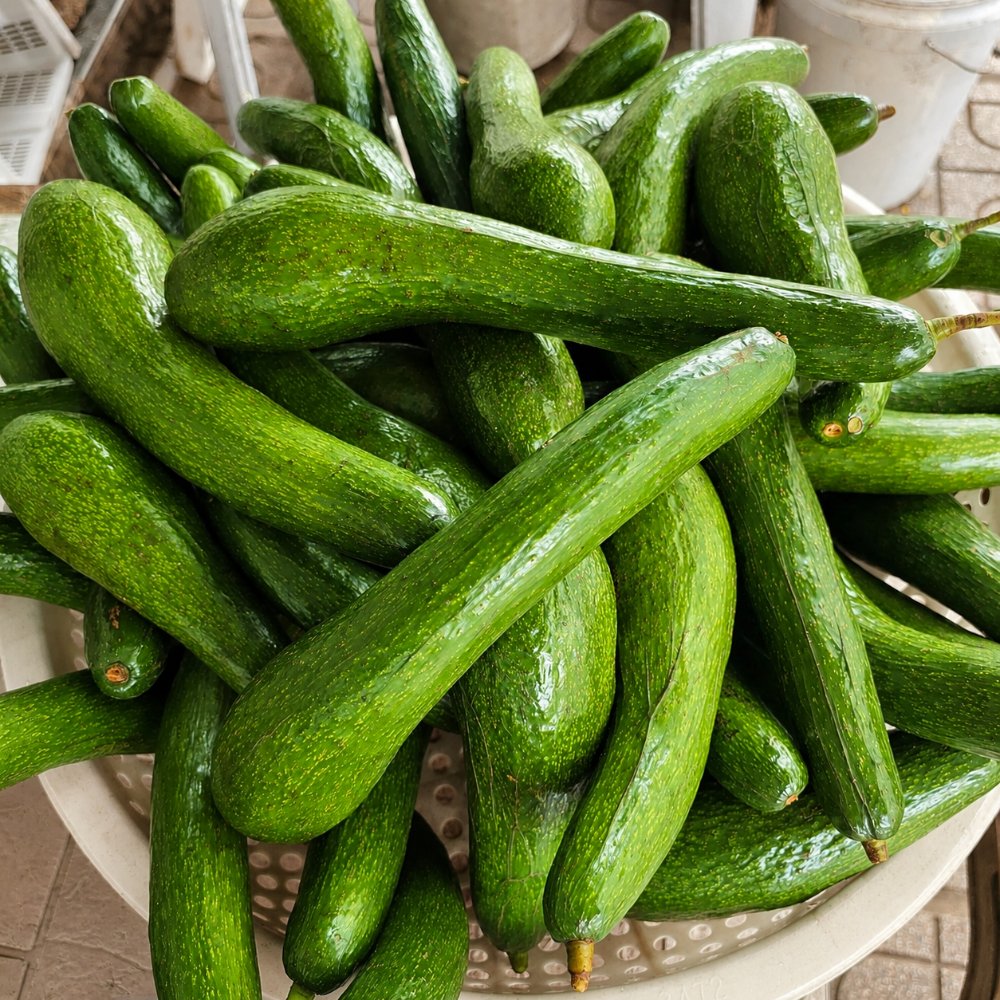 Bơ quả dài