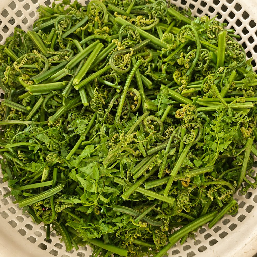 Rau Dớn