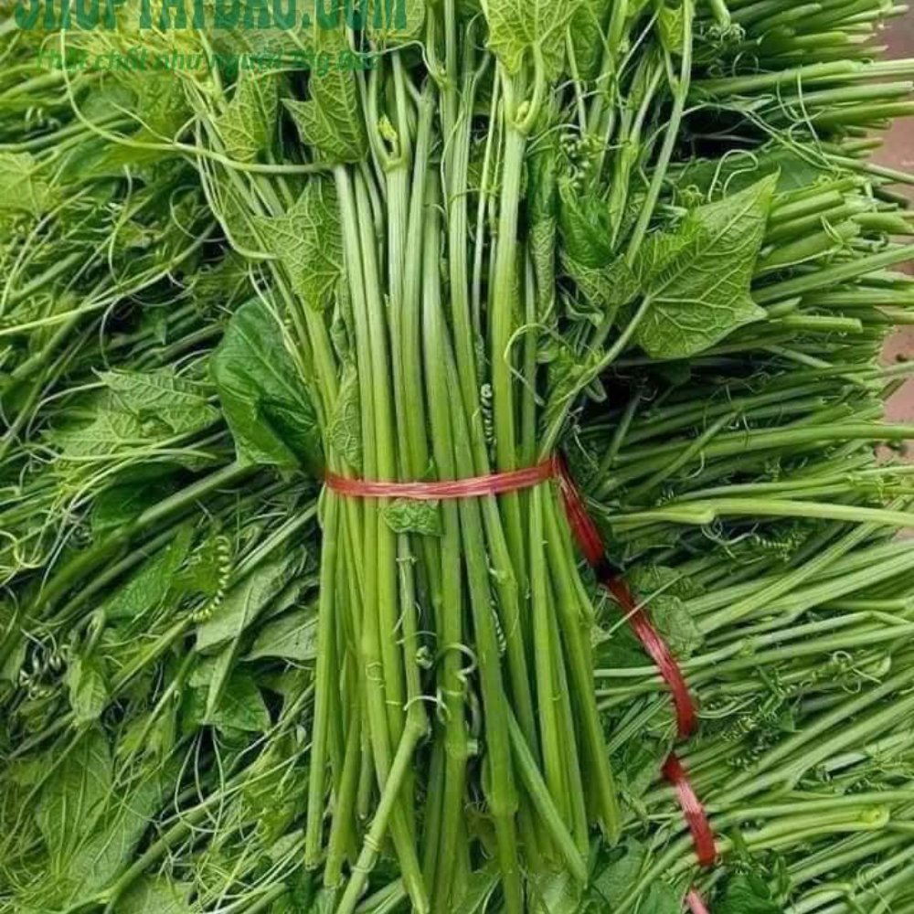 Ngọn susu