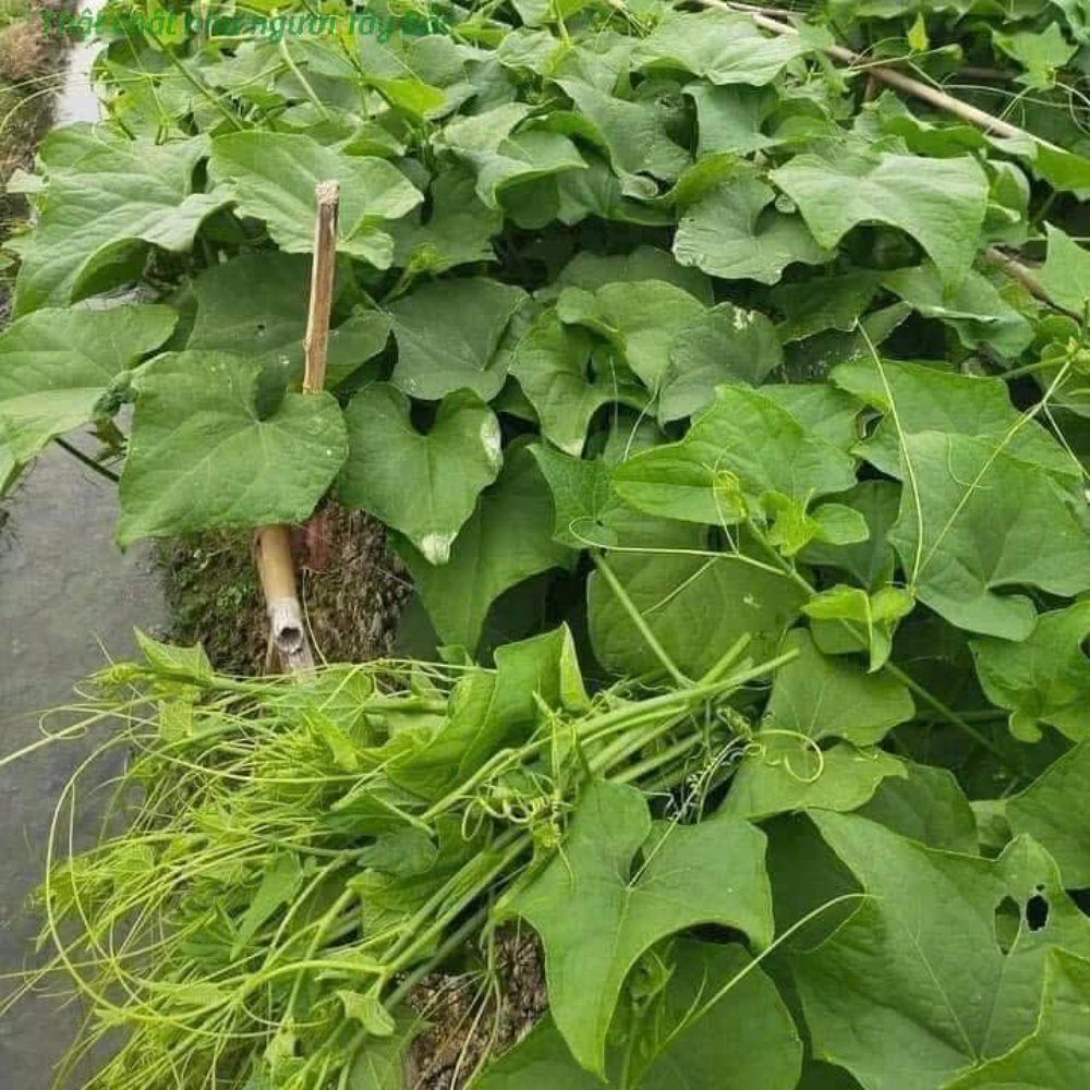 Ngọn susu