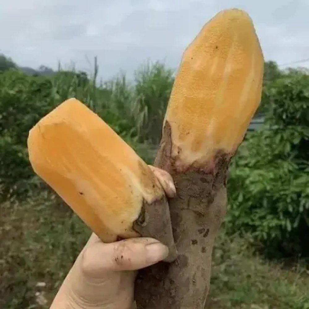 Khoai sâm đất