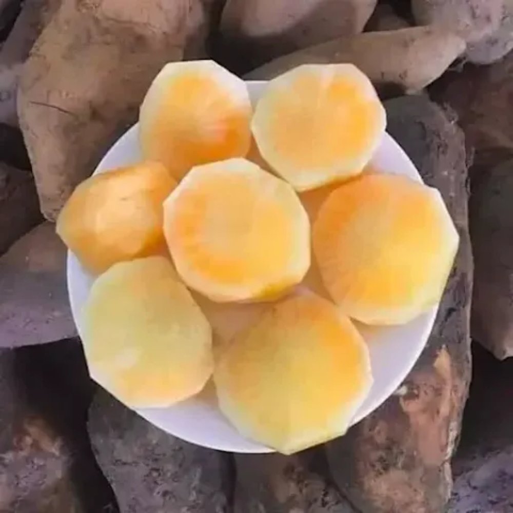Khoai sâm đất
