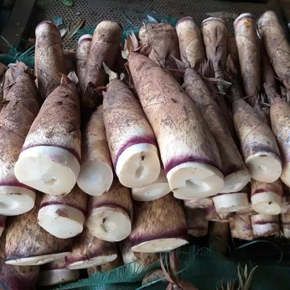 Măng tươi (Tre)