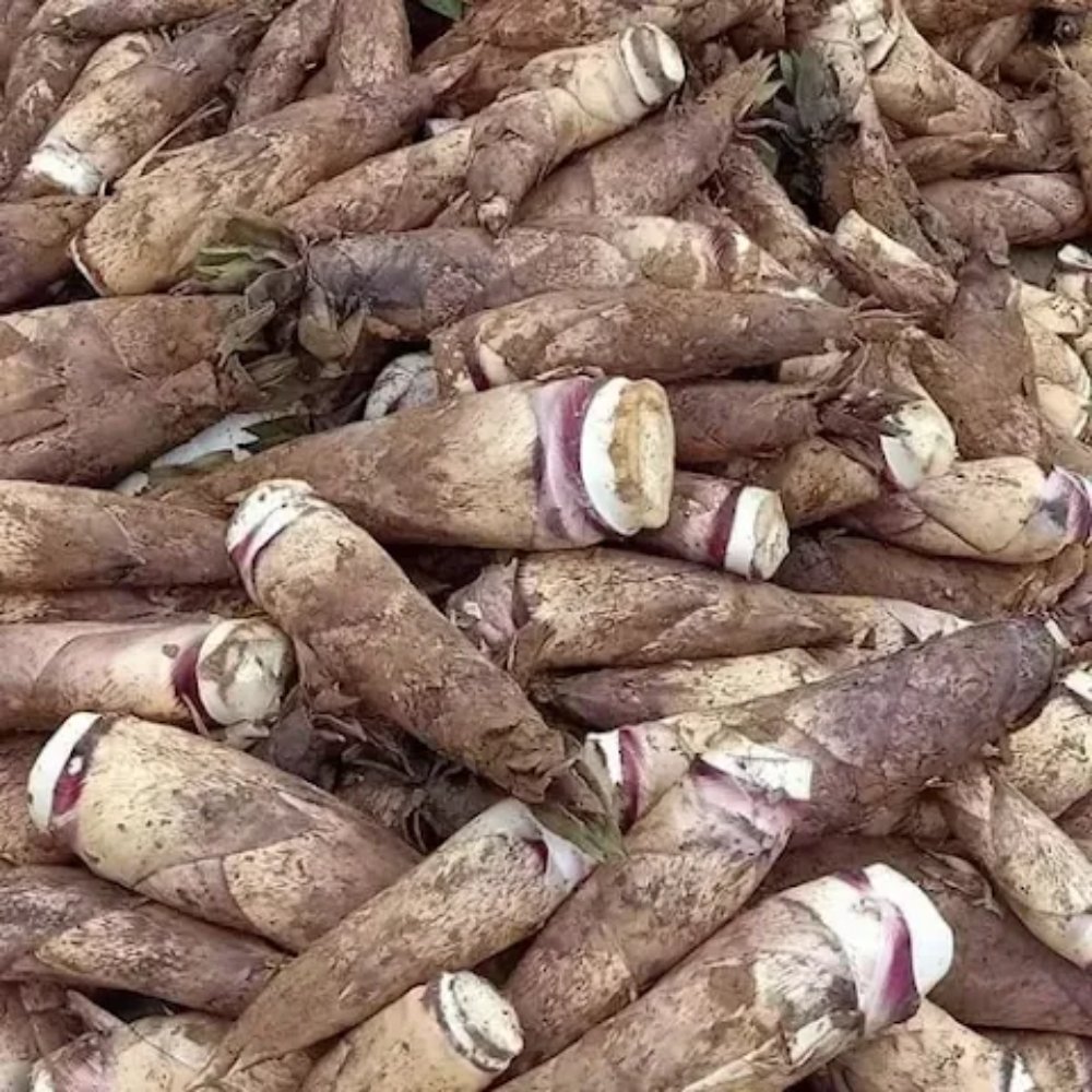 Măng tươi (Tre)