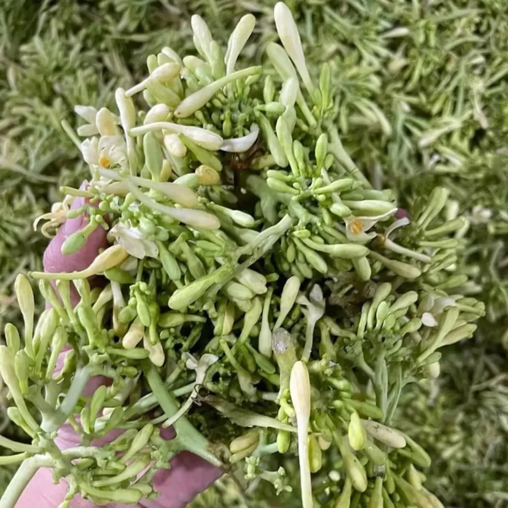 Hoa đu đủ đực