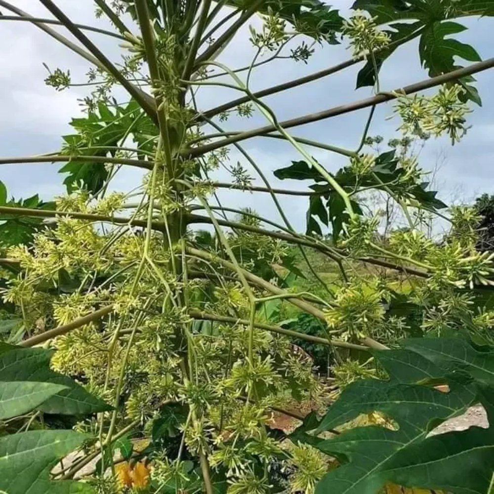 Hoa đu đủ đực