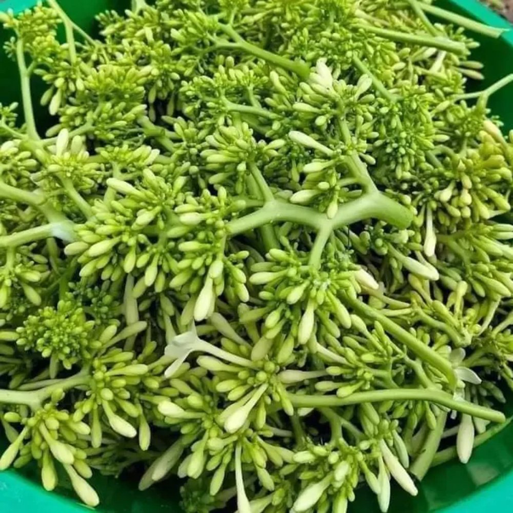 Hoa đu đủ đực