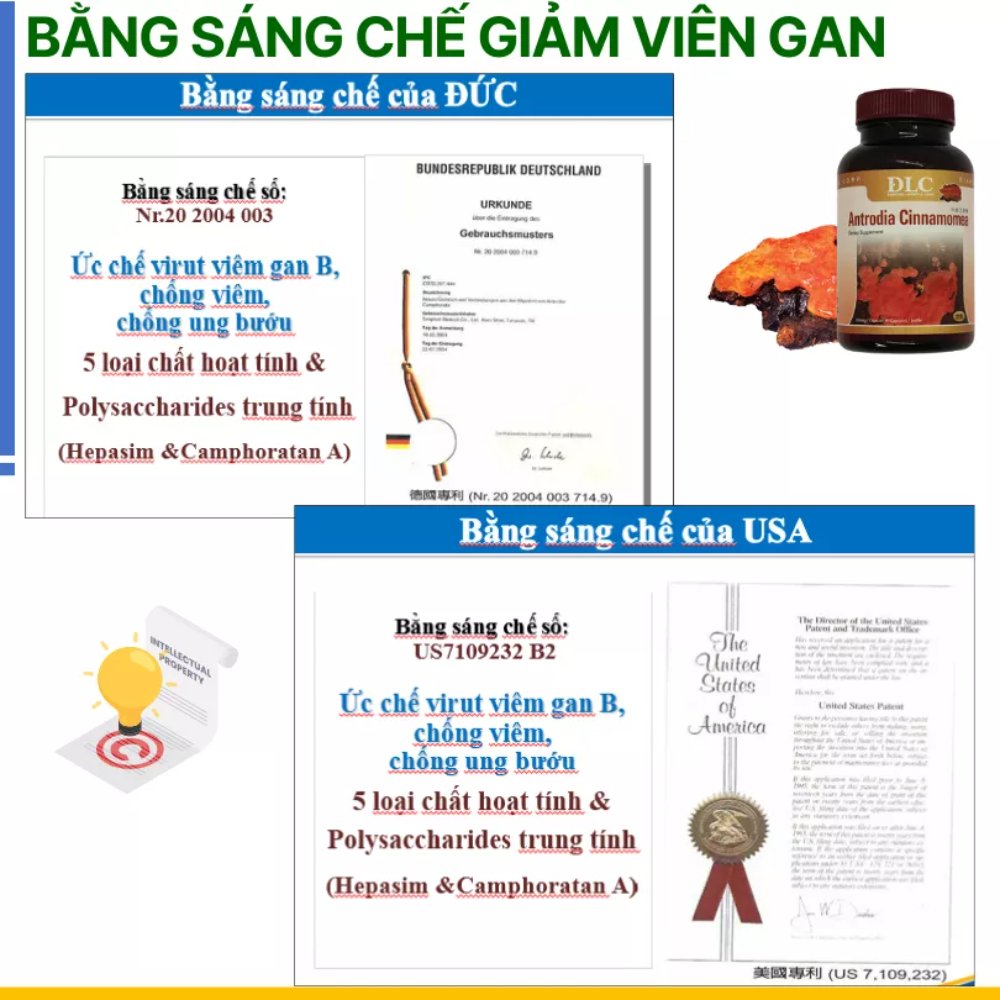 Nấm ngưu chương chi (Taiwan)