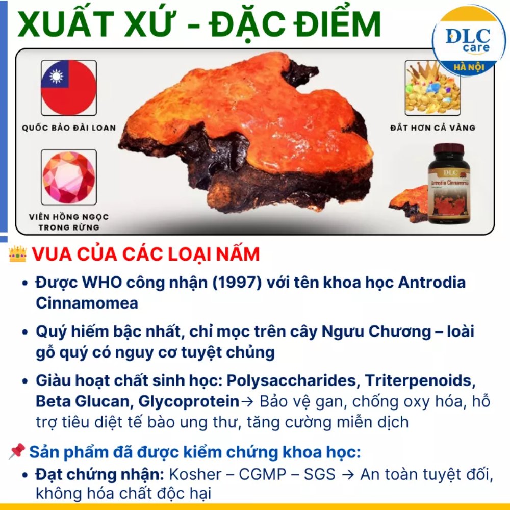 Nấm ngưu chương chi (Taiwan)